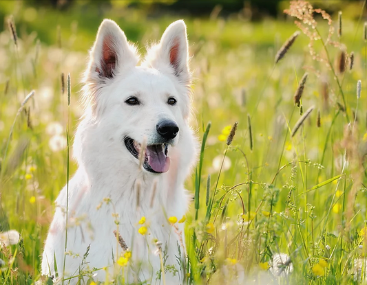 DENKADOG – IL PRIMO CIBO PER ANIMALI DOMESTICI “TESTATO SULL’UOMO”